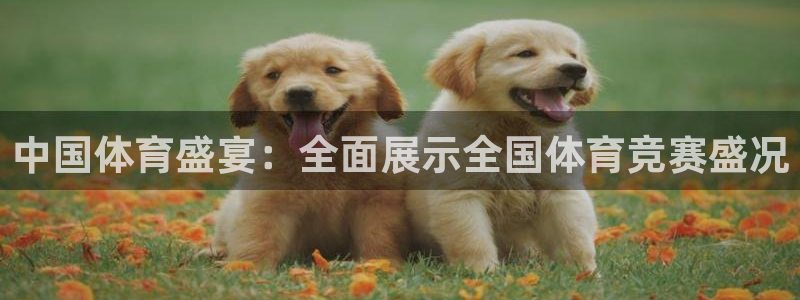 中国体育盛宴：全面展示全国体育竞赛盛况