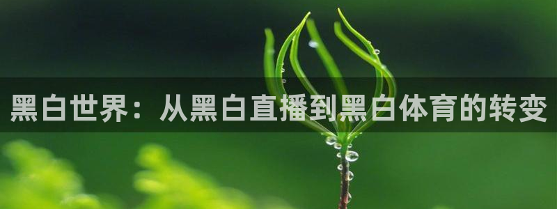 黑白世界：从黑白直播到黑白体育的转变