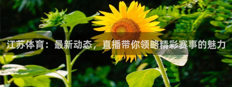 江苏体育：最新动态，直播带你领略精彩赛事的魅力