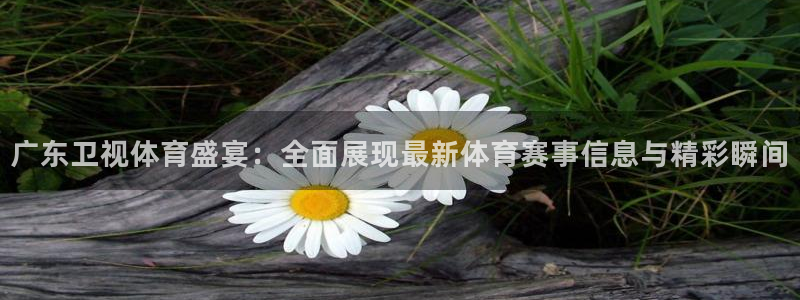 广东卫视体育盛宴：全面展现最新体育赛事信息与精彩瞬间